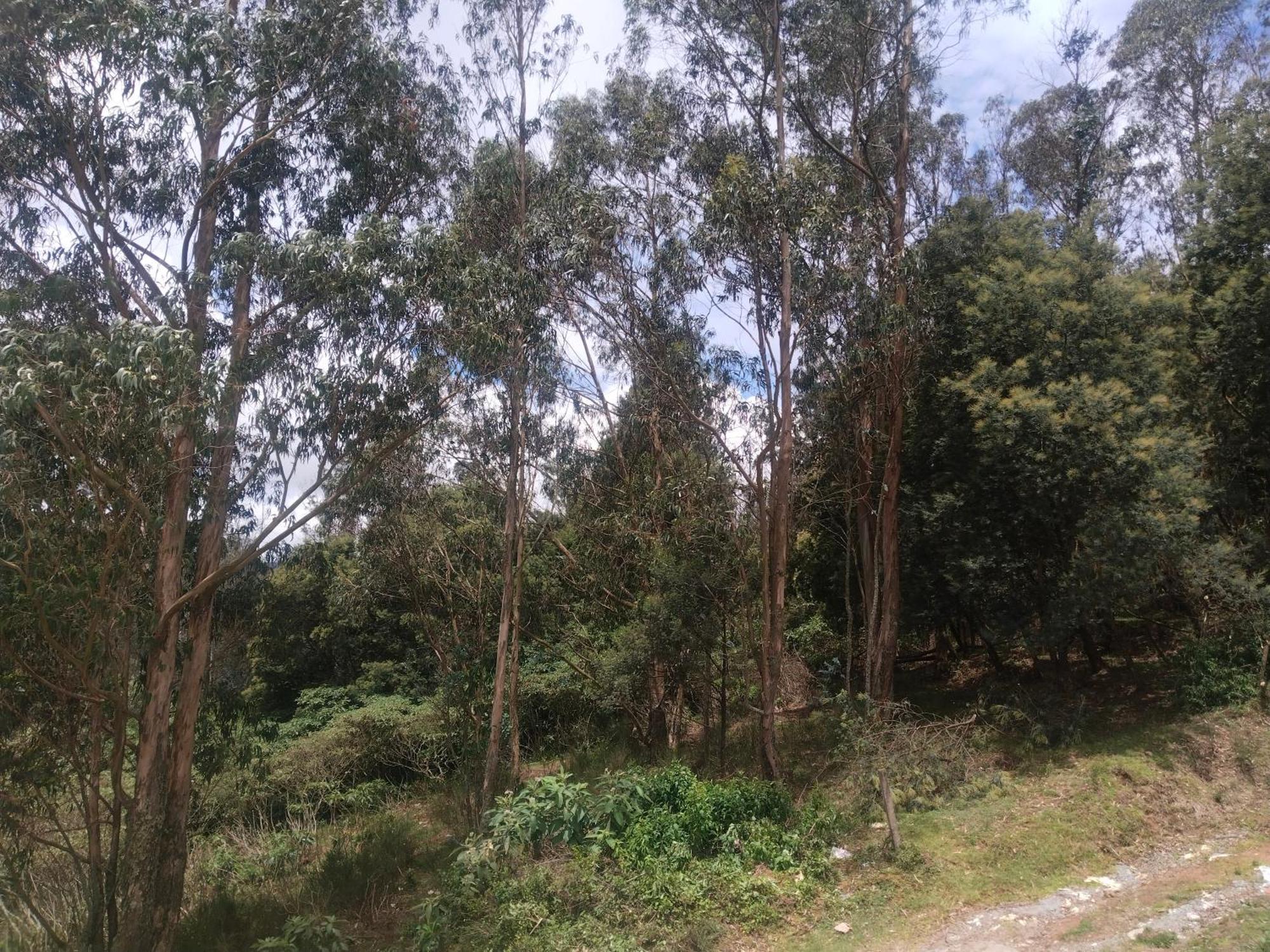 Bs Dreamz Ooty Apartment Luaran gambar