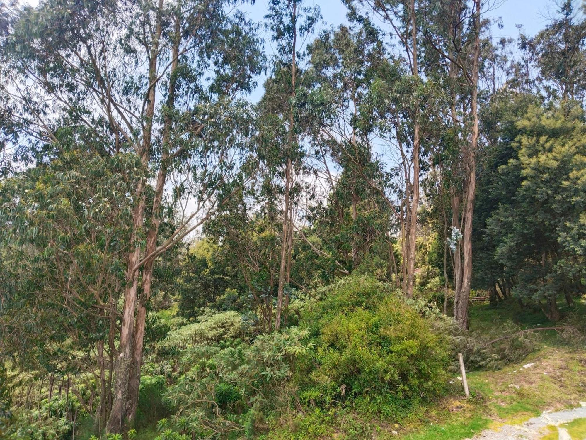 Bs Dreamz Ooty Apartment Luaran gambar